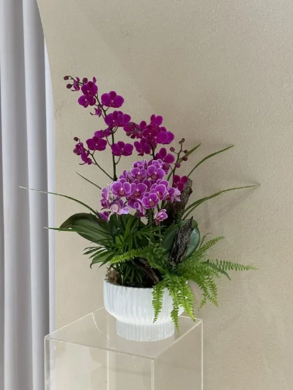 chau-hoa-lan-ho-diep-mini-de-ban (4) chau hoa lan ho diep mini de ban 4