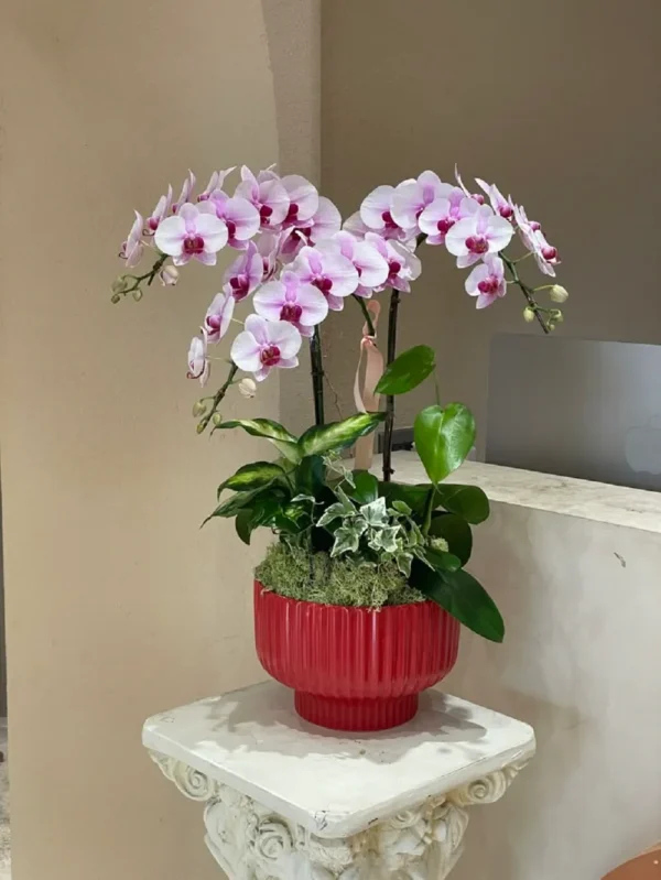 chau-hoa-lan-ho-diep-mini-de-ban (5) chau hoa lan ho diep mini de ban 5