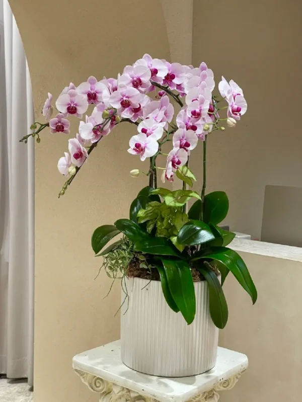 chau-hoa-lan-ho-diep-mini-de-ban (6) chau hoa lan ho diep mini de ban 6