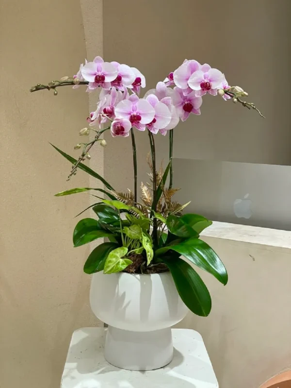 chau-hoa-lan-ho-diep-mini-de-ban (7) chau hoa lan ho diep mini de ban 7