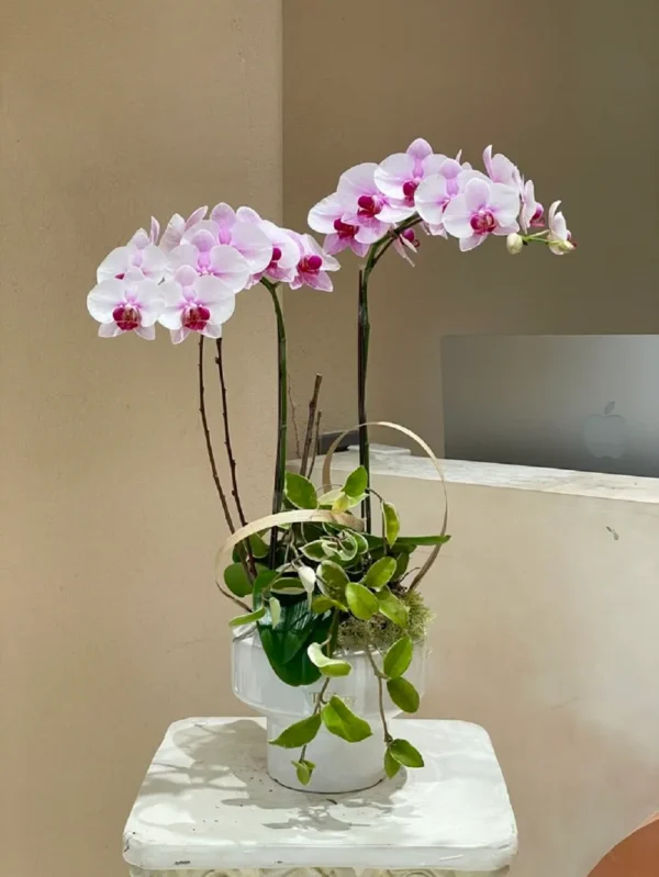 chau-hoa-lan-ho-diep-mini-de-ban (8) chau hoa lan ho diep mini de ban 8