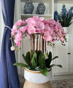 Chậu lan hồ điệp 16 cành màu hồng sang trọng