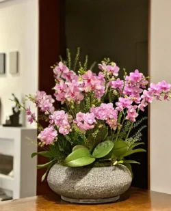 Chậu lan hồ điệp 18 cành hồng - 7F Garden