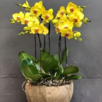 chau lan ho diep 99+ các loại chậu lan hồ điệp sang trọng
