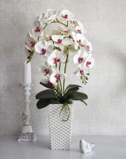 Chậu lan hồ điệp 3 cành trắng - 7F Garden