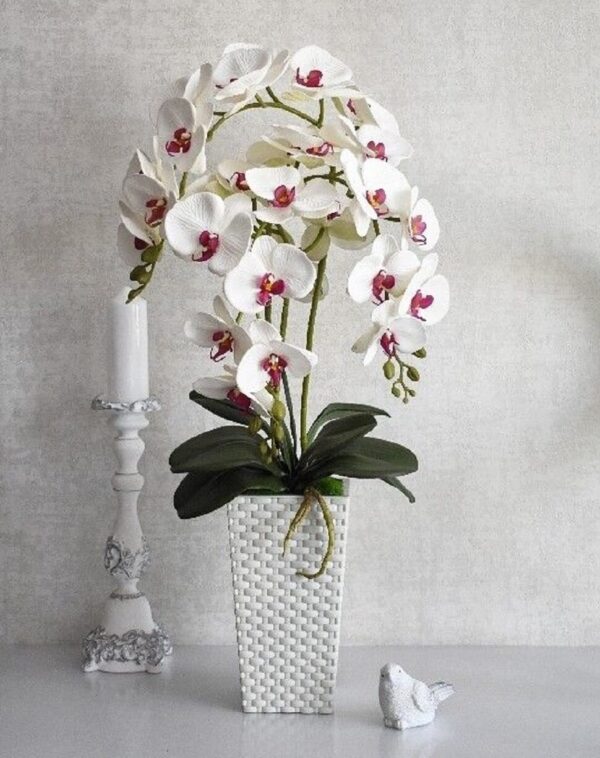Chậu lan hồ điệp 3 cành trắng - 7F Garden