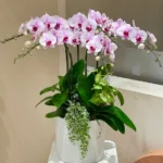 Chậu lan hồ điệp tím tặng khai trương