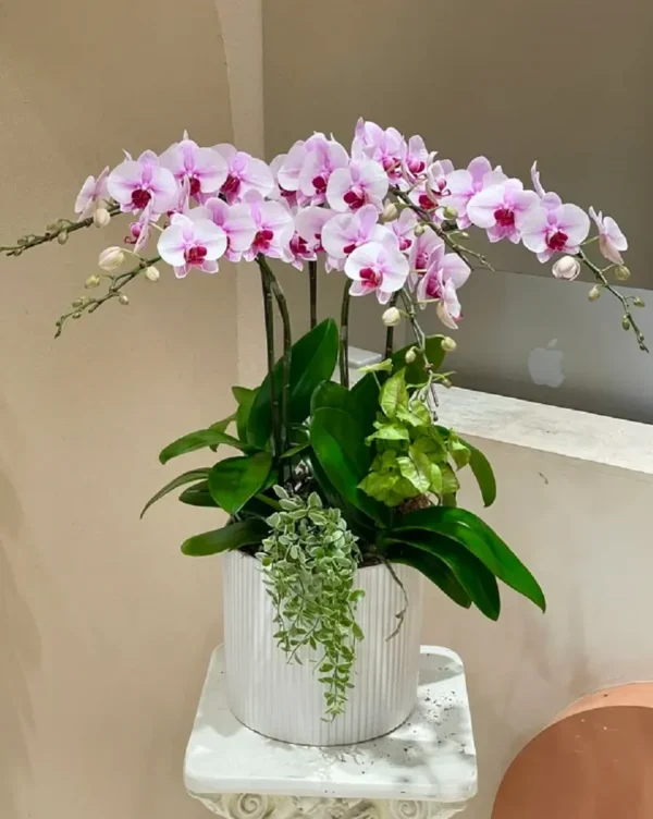 Chậu lan hồ điệp tím tặng khai trương Chậu lan hồ điệp tím tặng khai trương