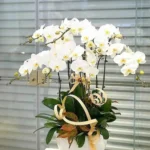 Chậu lan hồ điệp 7 cành trắng - shop lan hồ điệp 7f garden