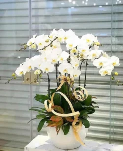 Chậu lan hồ điệp 7 cành trắng - shop lan hồ điệp 7f garden