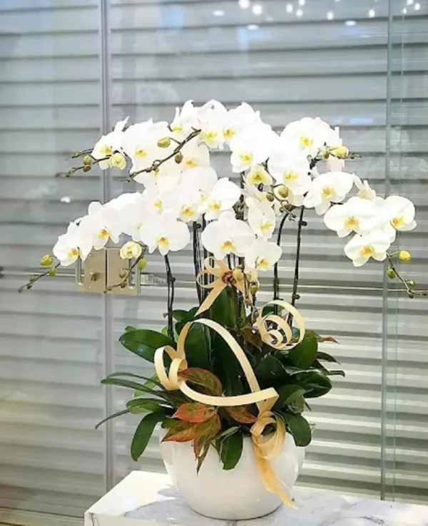 Chậu lan hồ điệp 7 cành trắng  - shop lan hồ điệp 7f garden Chậu lan hồ điệp 7 cành trắng - shop lan hồ điệp 7f garden