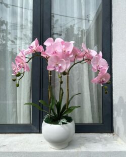 Chậu lan hồ điệp màu hồng 3 cành giá chỉ 900k