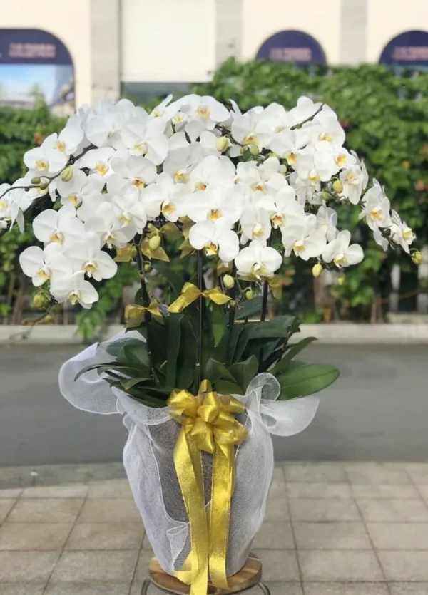 mua-chau-hoa-lan-ho-diep-7-canh mua chau hoa lan ho diep 7 canh