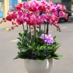 Chậu lan hồ điệp 11 cành