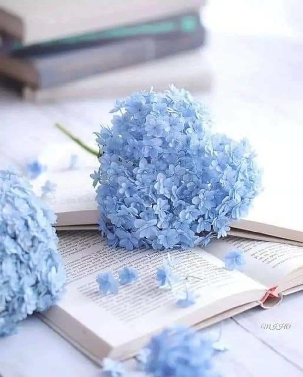 Những mẫu hoa màu xanh đẹp ý nghĩa