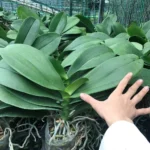 Mua cây giống lan hồ điệp tphcm, hà nội giá rẻ nhất