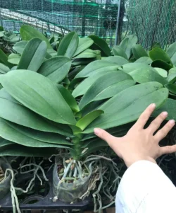 Mua cây giống lan hồ điệp tphcm, hà nội giá rẻ nhất