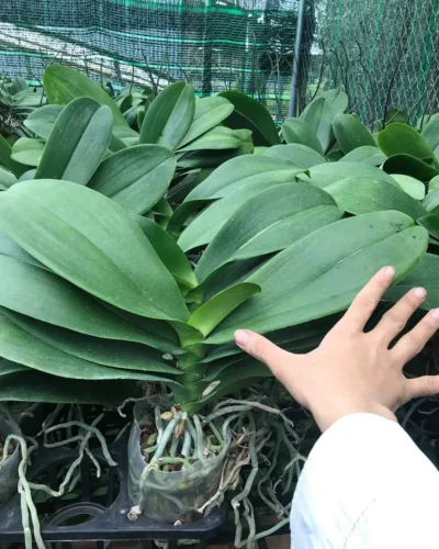 Mua cây giống lan hồ điệp tphcm, hà nội giá rẻ nhất