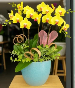 Shop hoa lan hồ điệp HCM giá rẻ nhất