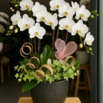 Shop hoa lan hồ điệp HCM giá rẻ nhất, nhiều mẫu đẹp
