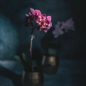 Các loại hoa lan hồ điệp đẹp ý nghĩa