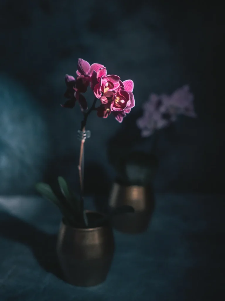 Các loại hoa lan hồ điệp đẹp ý nghĩa