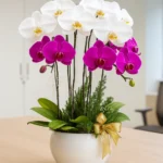 chậu hoa lan hồ điệp 6 cành hồng trắng