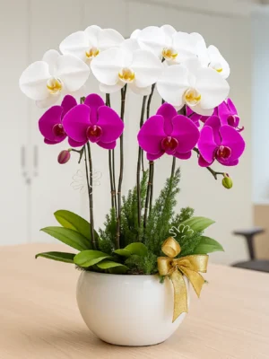 chậu hoa lan hồ điệp 6 cành hồng trắng