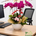 Chậu lan hồ điệp 8 cành tráng hồng 7F Garden