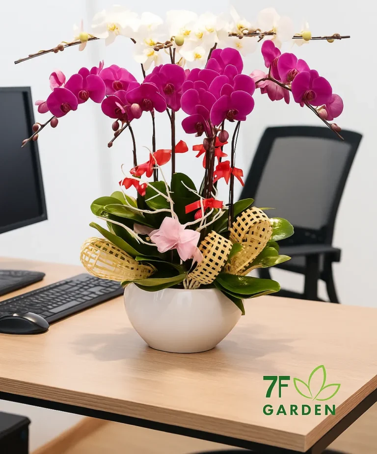 Chậu lan hồ điệp 8 cành tráng hồng 7F Garden