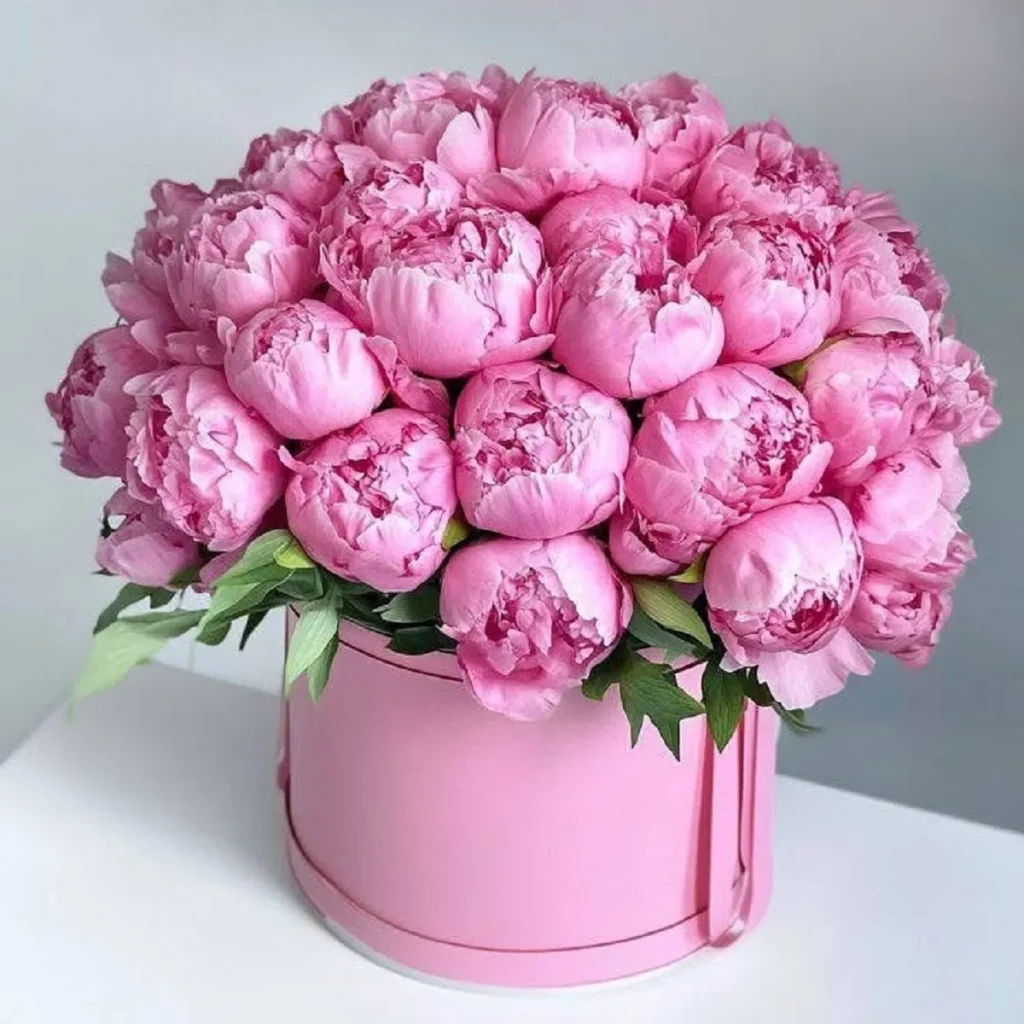 hoa mau don gia ban Hình ảnh hoa mẫu đơn