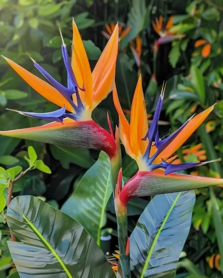 hoa thiên điểu là hoa gì