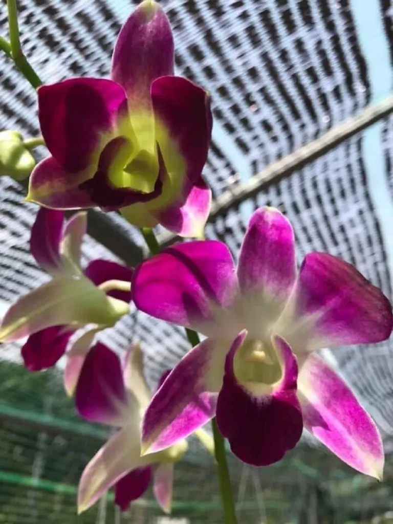 Lan Dendro (Dendrobium)