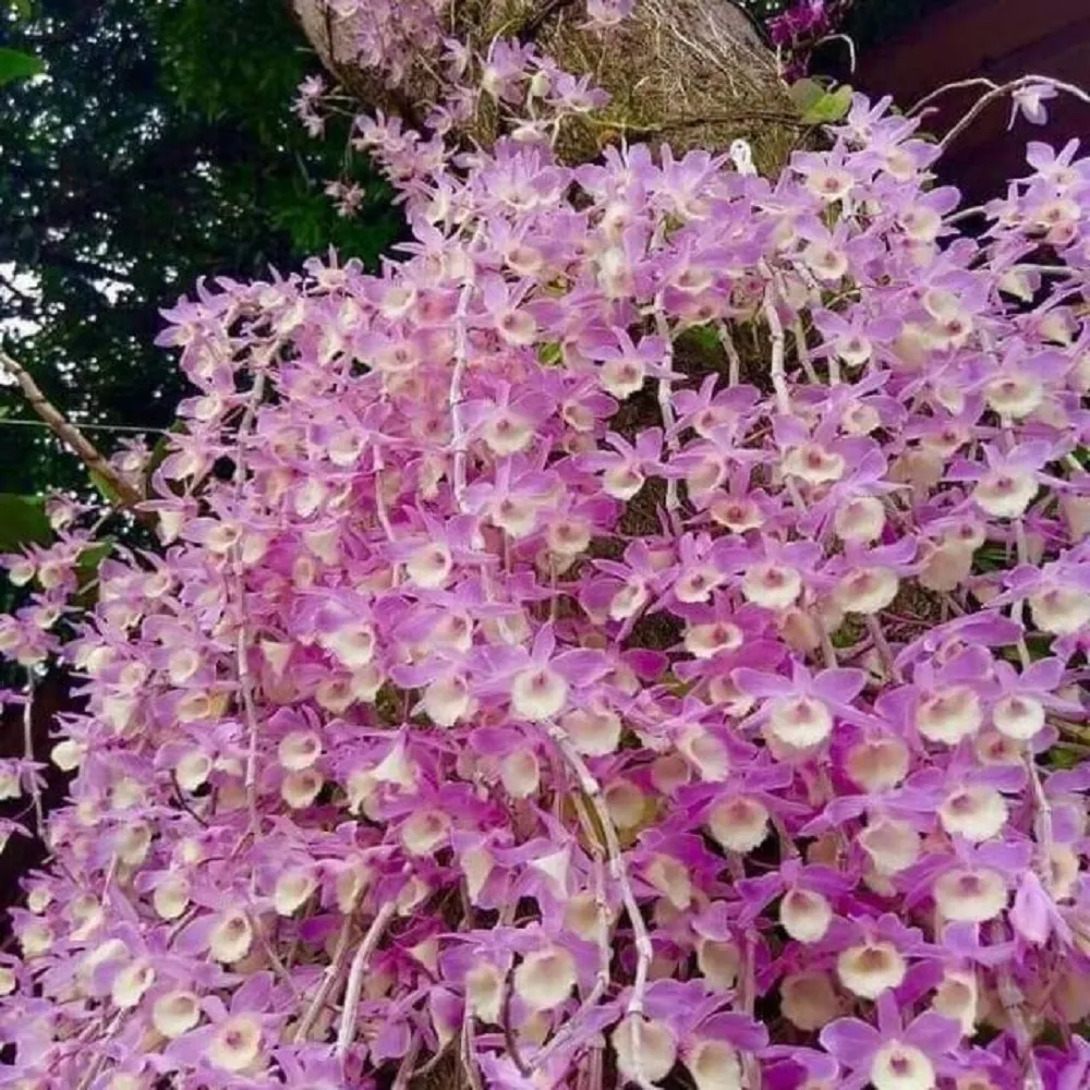 Lan Hạc Vỹ (Dendrobium aphyllum)