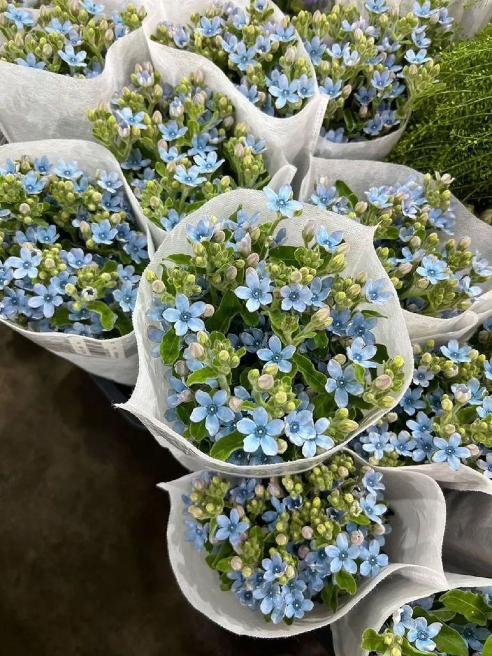 tang hoa lam tinh mua o dau mua hoa lam tinh tươi tại 7F Garden