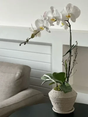 chậu hoa lan hồ điệp trắng 1 bông