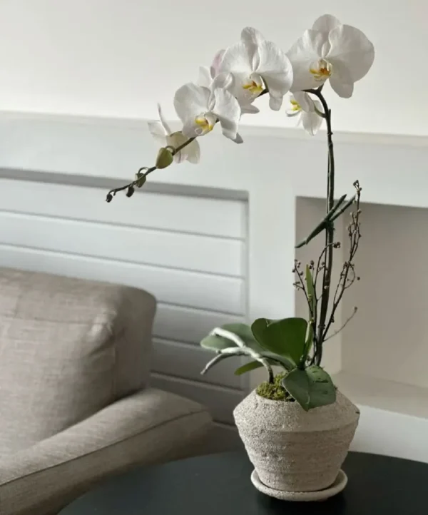 chậu hoa lan hồ điệp trắng 1 bông