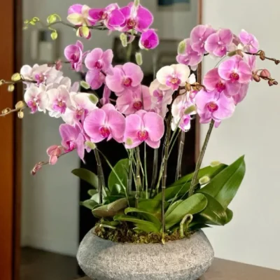 chậu hoa lan hồ điệp 12 cành trắng hồng