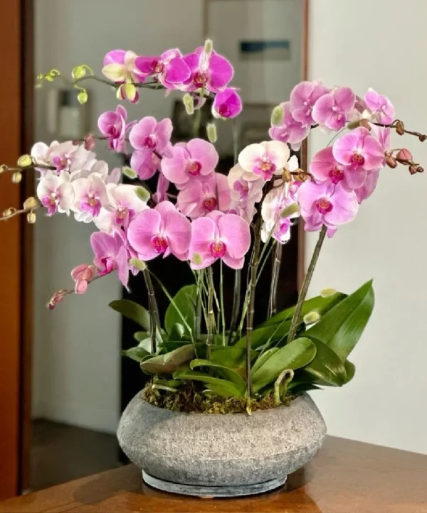 chậu hoa lan hồ điệp 12 cành trắng hồng