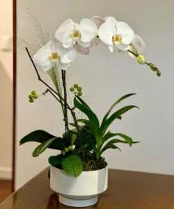 chậu lan hồ điệp 1 cành giá chỉ từ 300k