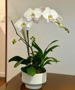 chậu lan hồ điệp 1 cành giá chỉ từ 300k