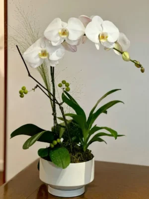 chậu lan hồ điệp 1 cành giá chỉ từ 300k
