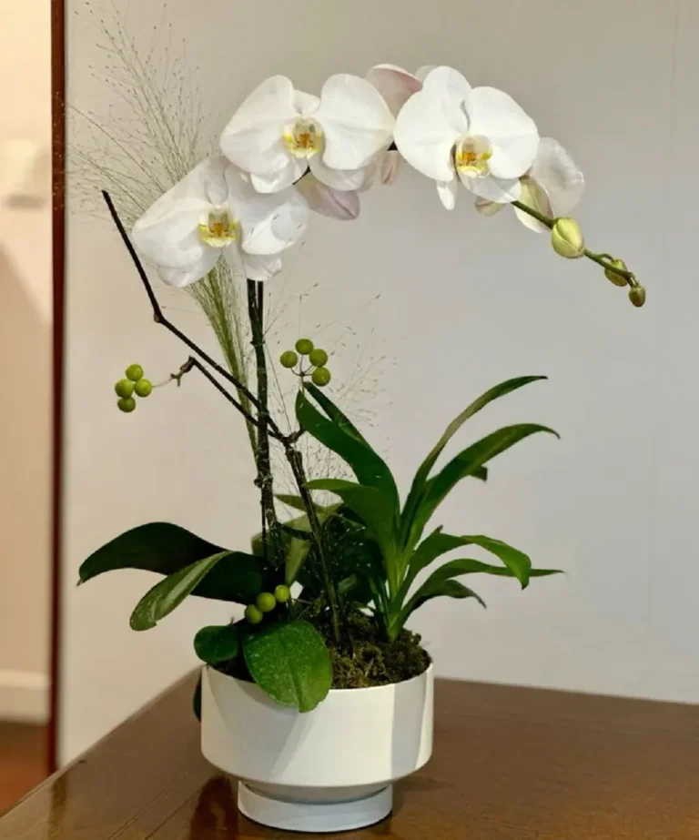 chậu lan hồ điệp 1 cành giá chỉ từ 300k