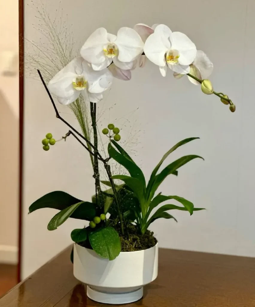 chậu lan hồ điệp 1 cành giá chỉ từ 300k