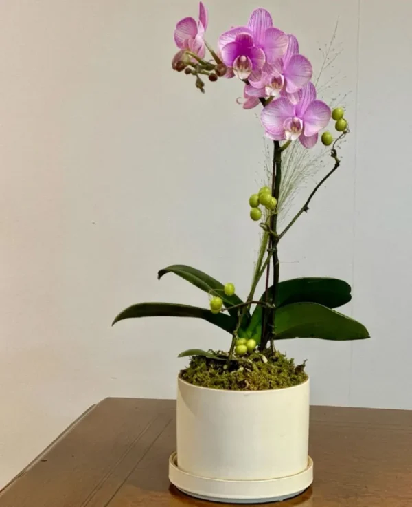 chậu lan hồ điệp hồng 1 cành