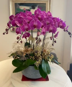 chậu lan hồ điệp 12 cành