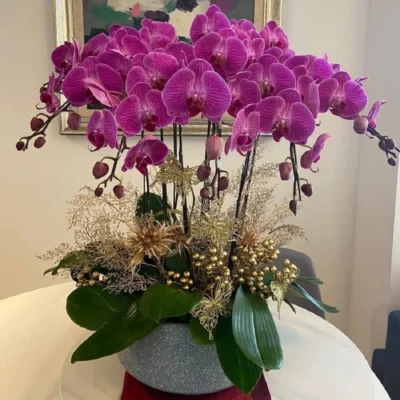 chậu lan hồ điệp 12 cành