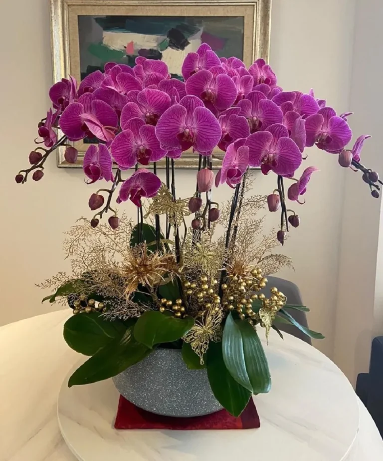 chậu lan hồ điệp 12 cành