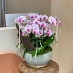 mua bán chậu lan hồ điệp 20 cành - 7f garden hcm