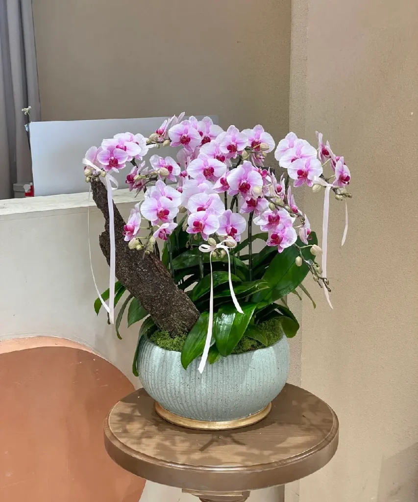 mua bán chậu lan hồ điệp 20 cành - 7f garden hcm